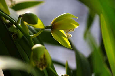 orchidée2021-44.JPG (123636 octets)