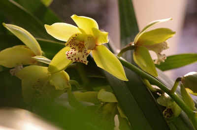orchidée2021-45.JPG (99617 octets)