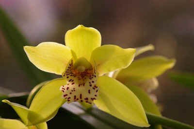 orchidée2021-46.JPG (91941 octets)