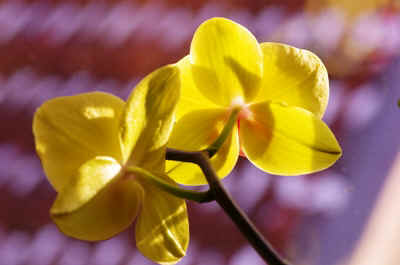 orchidée2021-49.JPG (97821 octets)