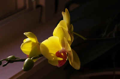 orchidée2021-51.JPG (92284 octets)