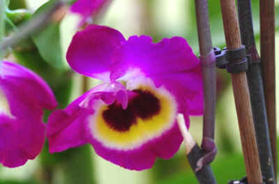 orchidée2021-53.JPG (135597 octets)
