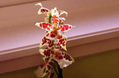 orchidée2021-56.JPG (96607 octets)