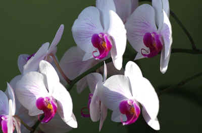 orchidée2021-61.JPG (128295 octets)
