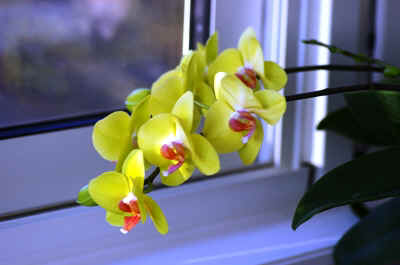 orchidée2021-62.JPG (127041 octets)