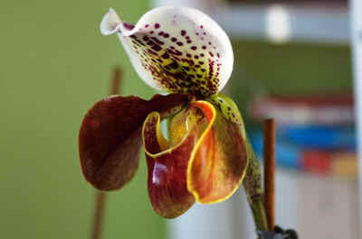 orchidée2021-63.JPG (123610 octets)