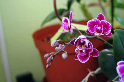 orchidée2021-69.JPG (132226 octets)