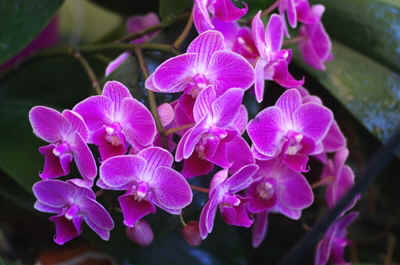orchidée2021-70.JPG (153400 octets)