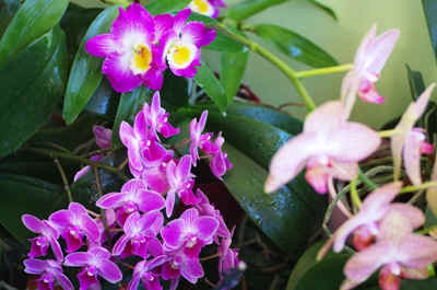 orchidée2021-71.JPG (163580 octets)