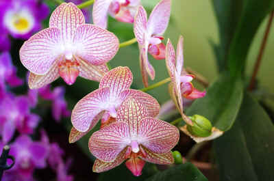 orchidee2021-72.jpg (16341 octets)