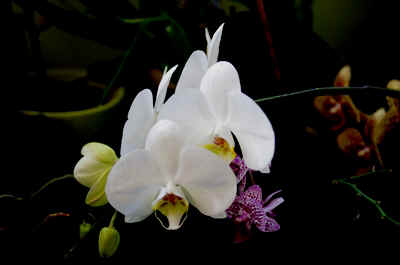 orchidée2021-73.JPG (105908 octets)