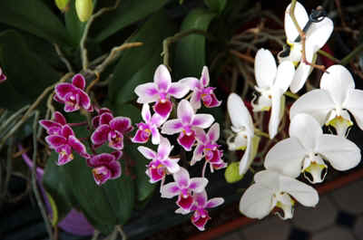 orchidée2021-78.JPG (153312 octets)