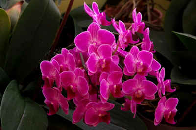 orchidée2021-80.JPG (115146 octets)