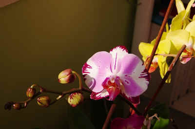 orchidée2021-81.JPG (116189 octets)