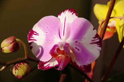 orchidée2021-82.JPG (108833 octets)