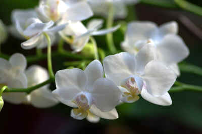 orchidée2021-9.JPG (124451 octets)