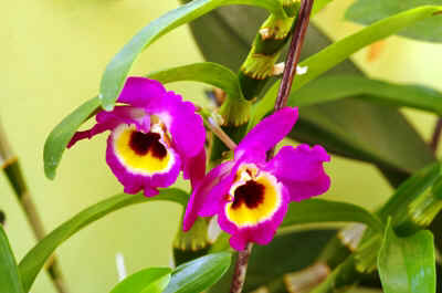 orchidee2022-1.JPG (133010 octets)