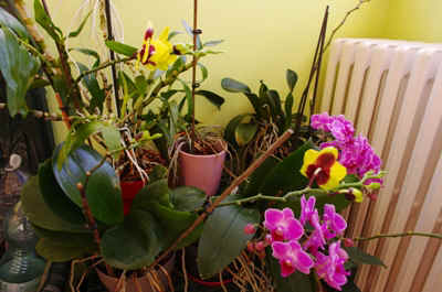 orchidee2022-14.JPG (137111 octets)