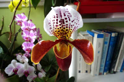 orchidee2022-17.JPG (15935 octets)