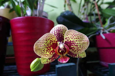 orchidee2022-18.JPG (141997 octets)