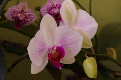 orchidee2022-2.JPG (111221 octets)