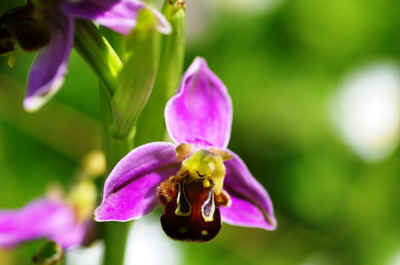 orchidee_2021-5.JPG (11576 octets)