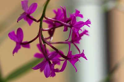 orchidees2026-1.JPG (128128 octets)