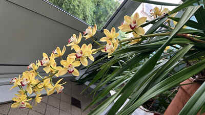 orchidees2026-11.jpeg (54200 octets)