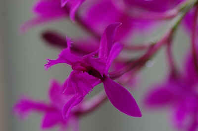 orchidees2026-2.JPG (114091 octets)