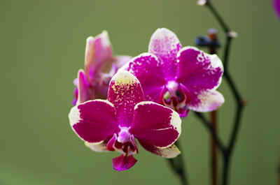 orchidees2026-3.JPG (122865 octets)