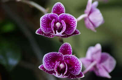 orchidees2026-5.JPG (128742 octets)