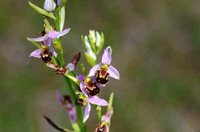orchidees2026-9.JPG (122690 octets)