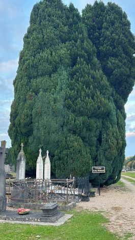 Rimbaud2025-1.jpg (37849 octets)