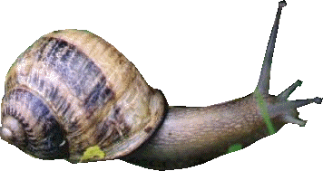 escargot-3.gif (28571 octets)