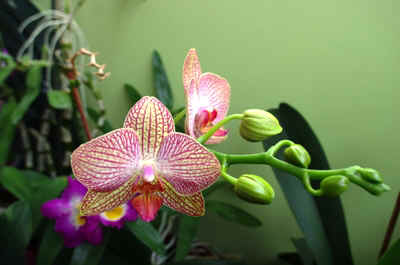 orchide2021-28.JPG (137590 octets)