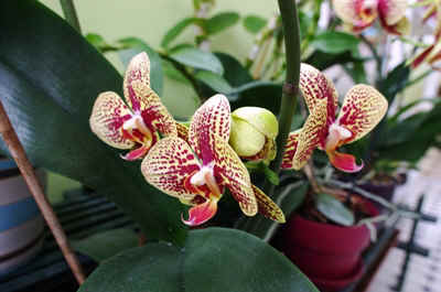 orchidée2021-29.JPG (153403 octets)