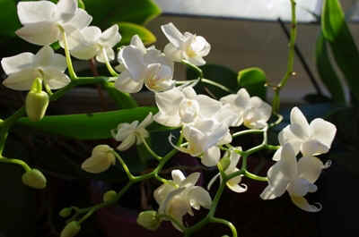 orchide2021-3.JPG (142792 octets)