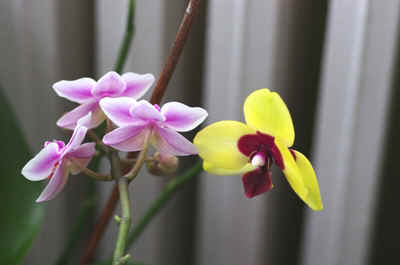 orchide2021-39.JPG (124331 octets)