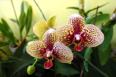 orchide2021-4.JPG (148390 octets)