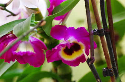 orchide2021-54.JPG (146948 octets)