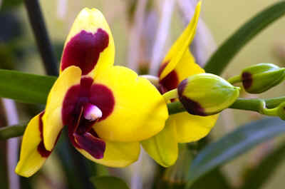 orchidee2022-10.JPG (122990 octets)
