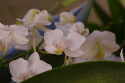 orchidee2022-7.JPG (104647 octets)