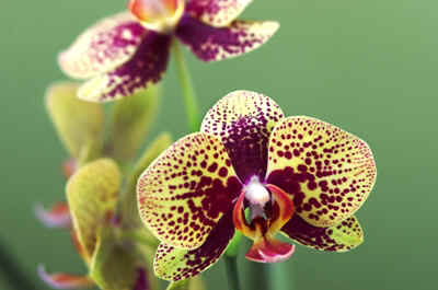 orchidees2025-16.JPG (14590 octets)