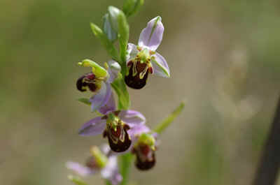 orchidees2026-10.JPG (8003 octets)